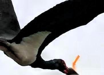 武汉一只国家一级保护动物黑鹳，嘴被一个东西死死箍住，一口东西都吃不了。
 
此时