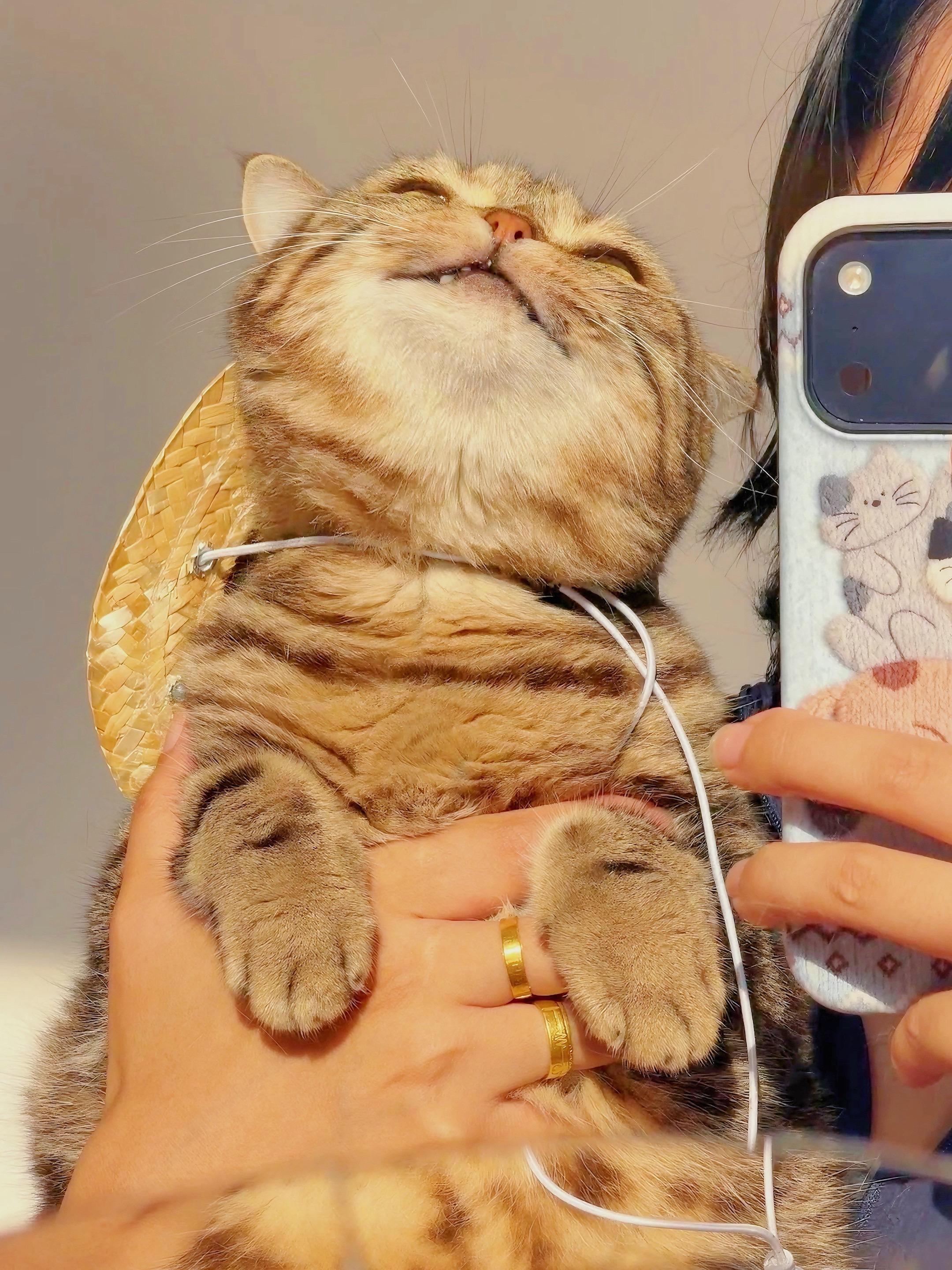 猫猫我享受阳光。