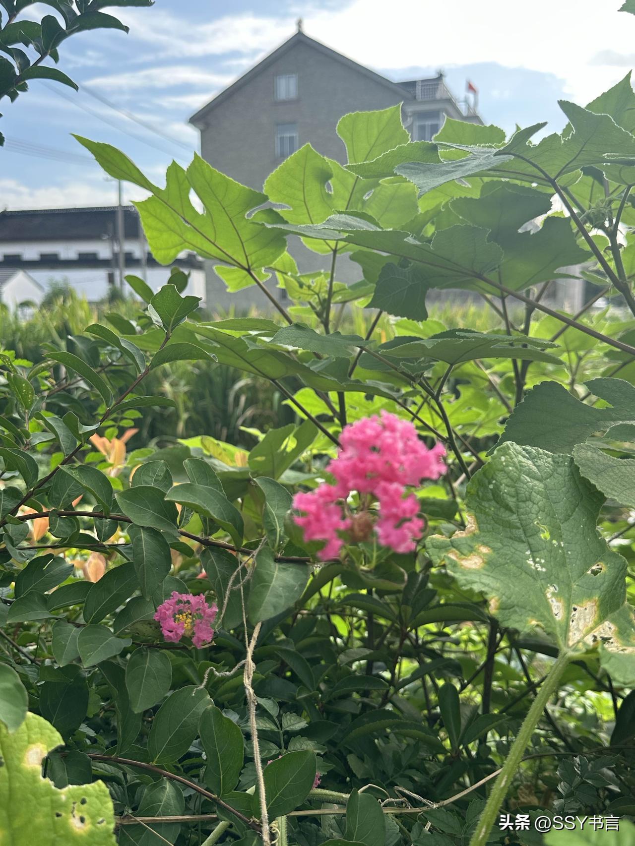 一簇簇小花缀满枝头，感受夏日独有的清新与浪漫