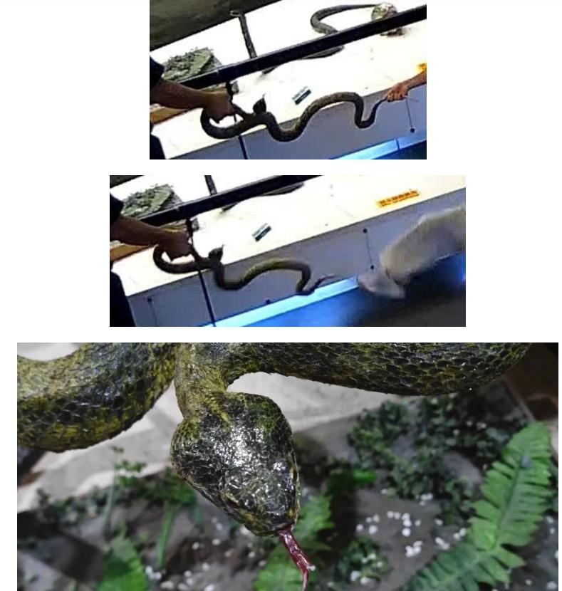 g'g刷到国家动物博物馆的通报，看完心里实在堵得慌。
8 月 28 号博物馆展厅