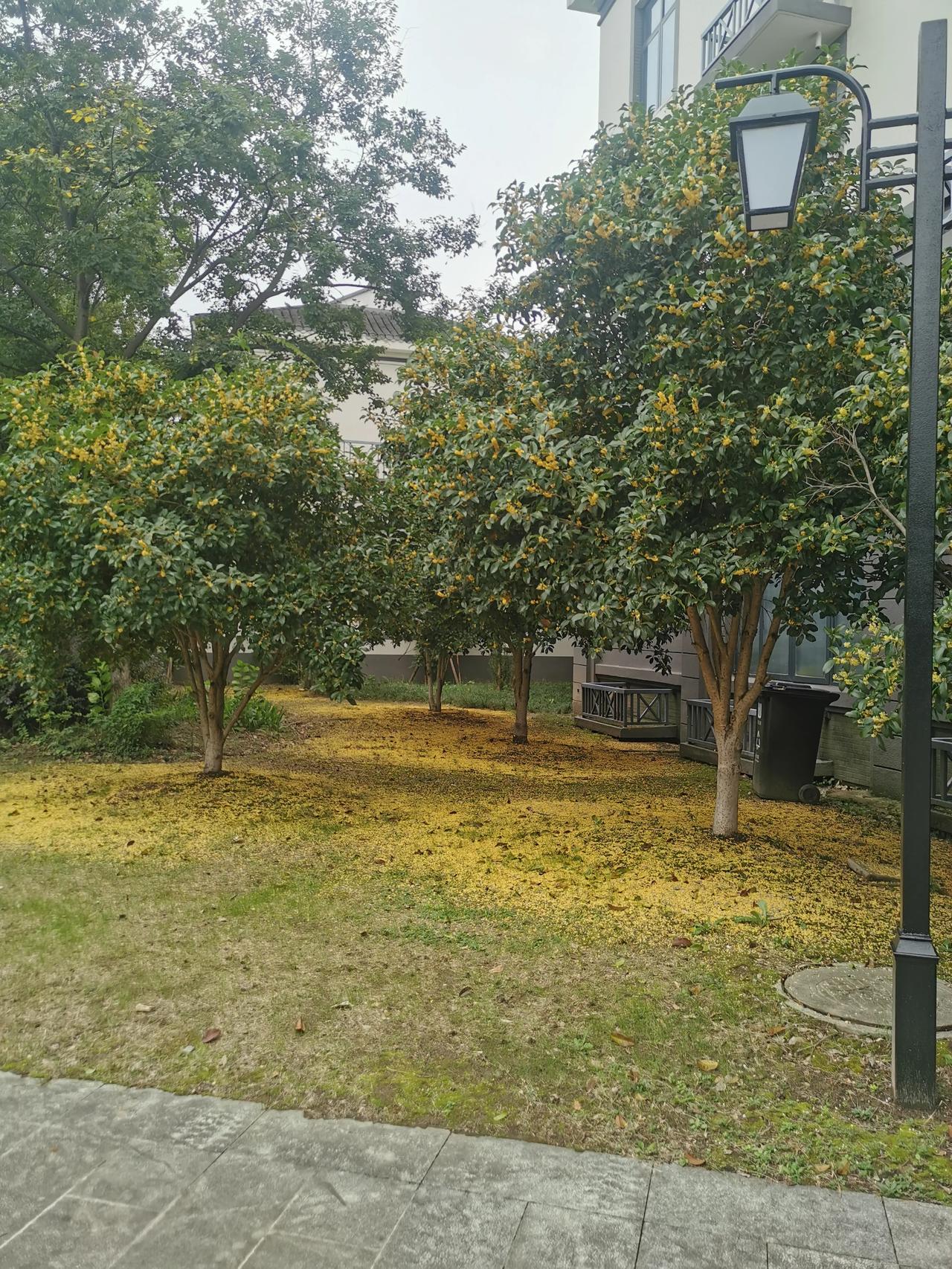 桂花金黄，落了一地，真是漂亮。