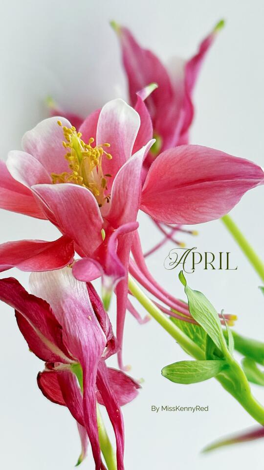 耧斗菜｜我在买到有尾巴的仙女花