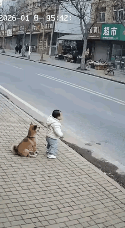 通灵神犬，忠心护主[赞]图片来自网络，侵权必删。