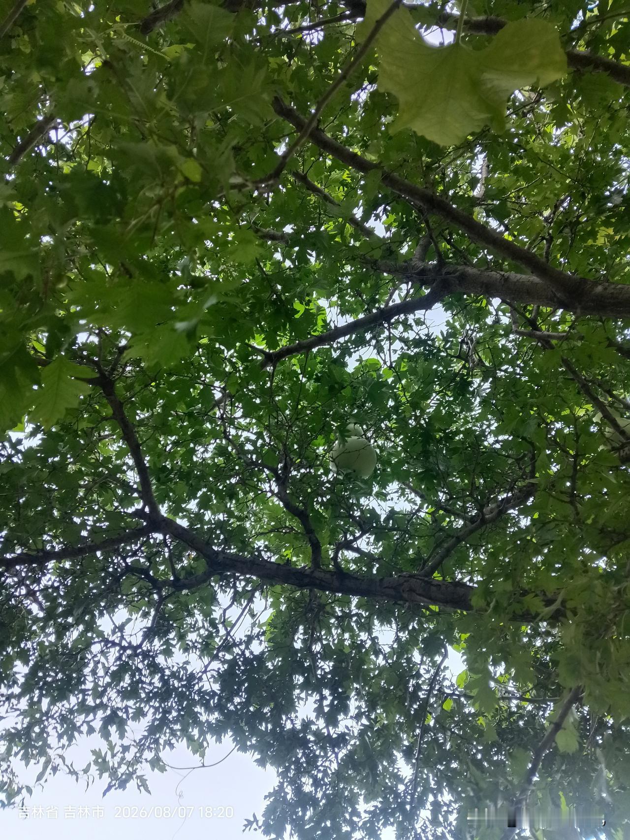 谁能看到树上有啥？
邻居小夫妻在小区树下种了两棵葫芦秧，这两棵葫芦秧长势不错，一