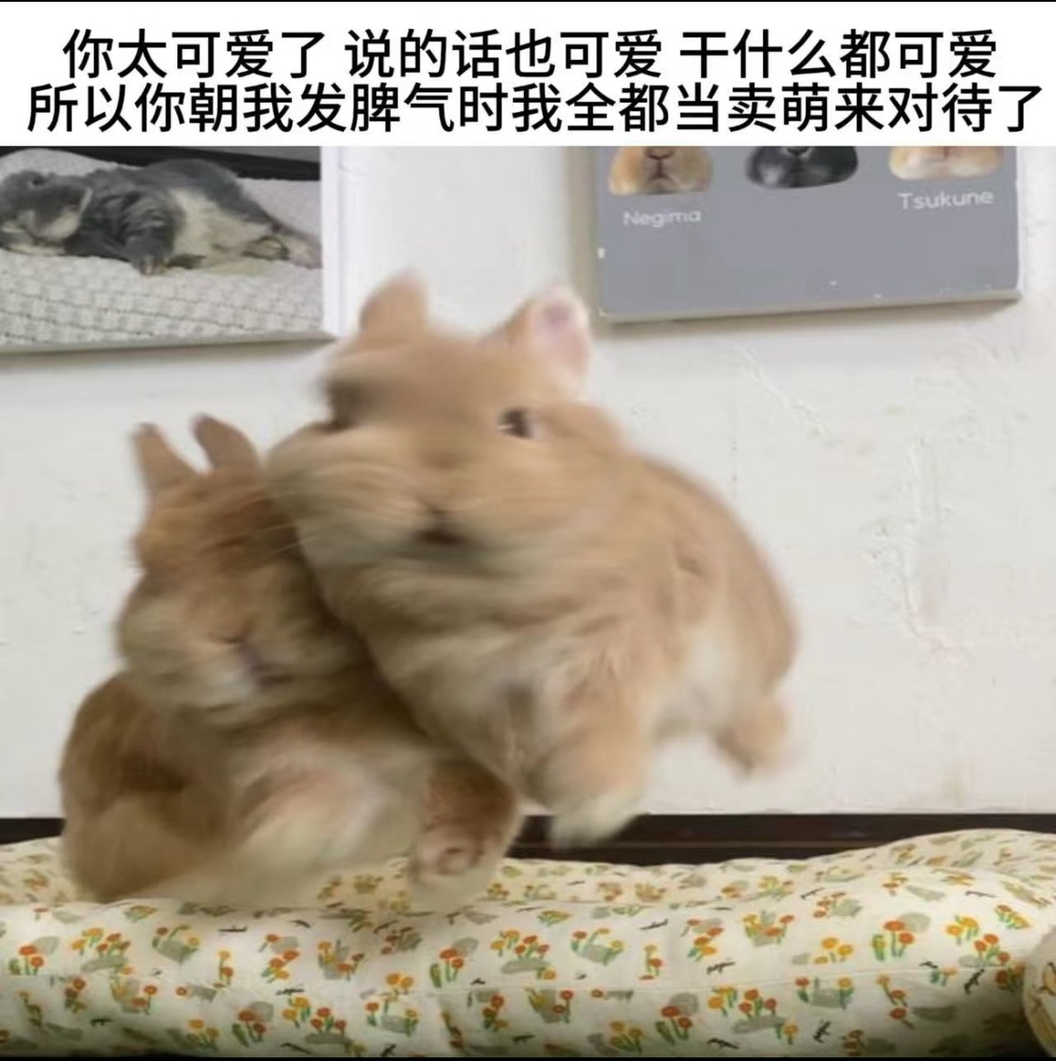 王瞬对养病          笋羊对王瞬          王瞬对中喷 