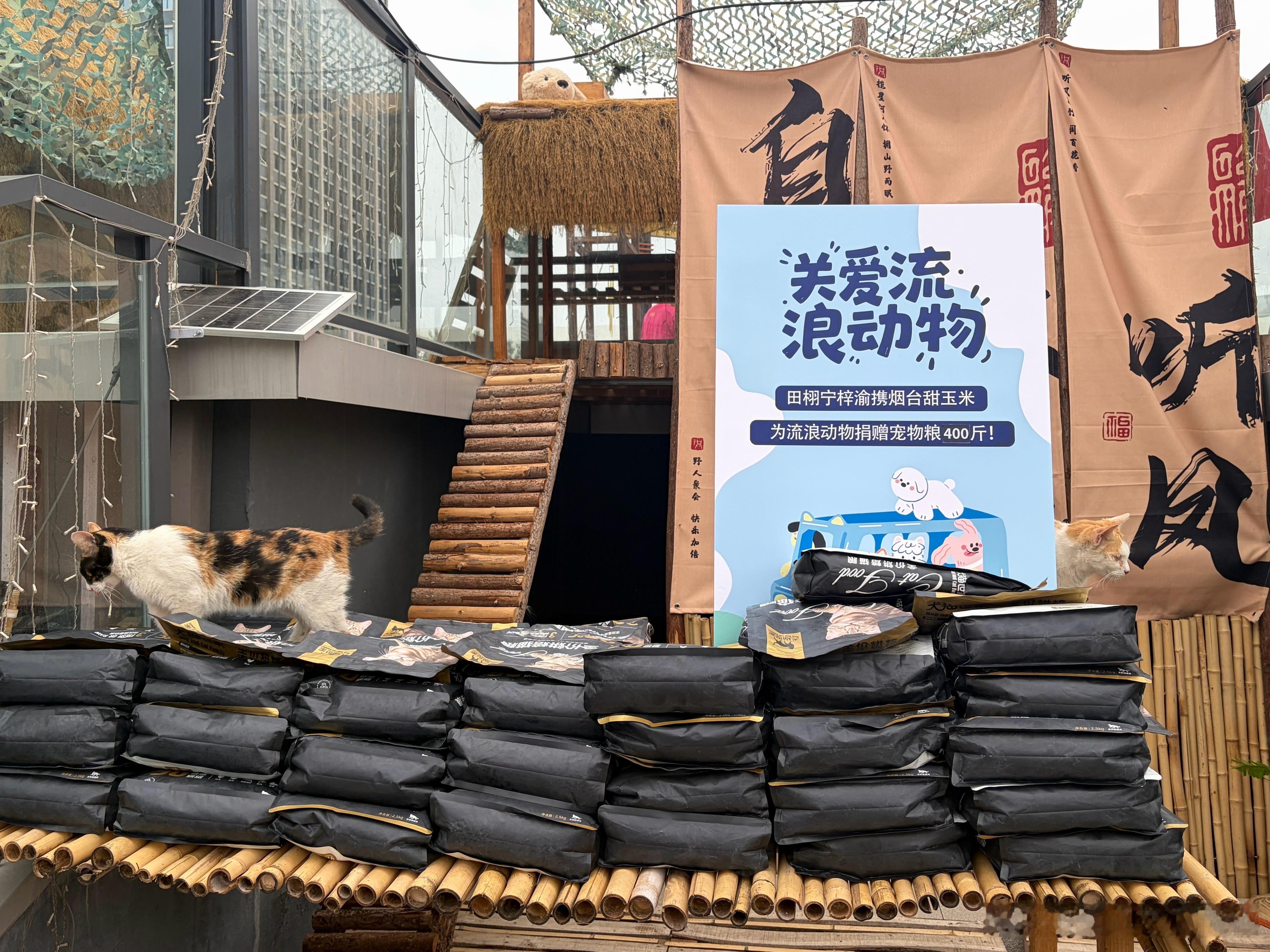以粮予暖，温柔同行｜烟台甜玉米流浪动物公益捐赠城市街巷的角落，藏着无数漂泊的小生
