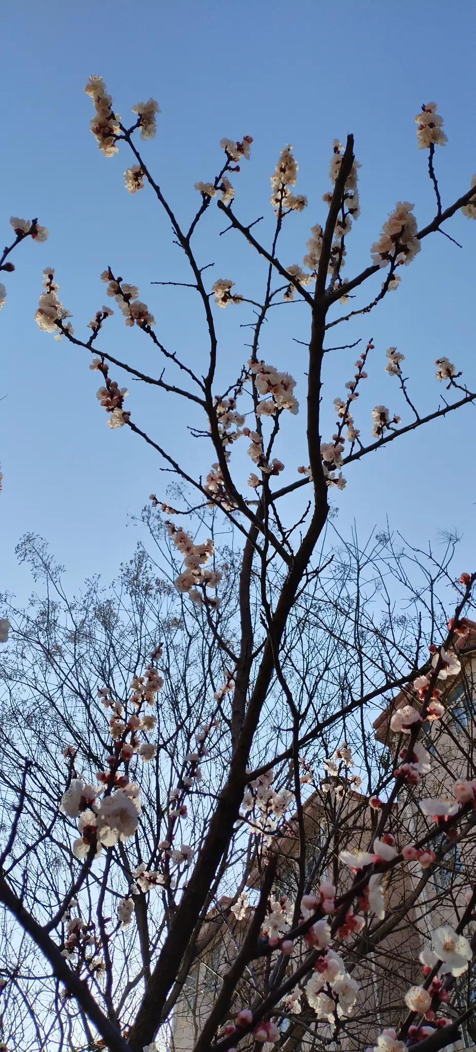 大家好，今天我要告诉你们一个超级激动人心的消息——我家的杏花开了！你能想象那一瞬