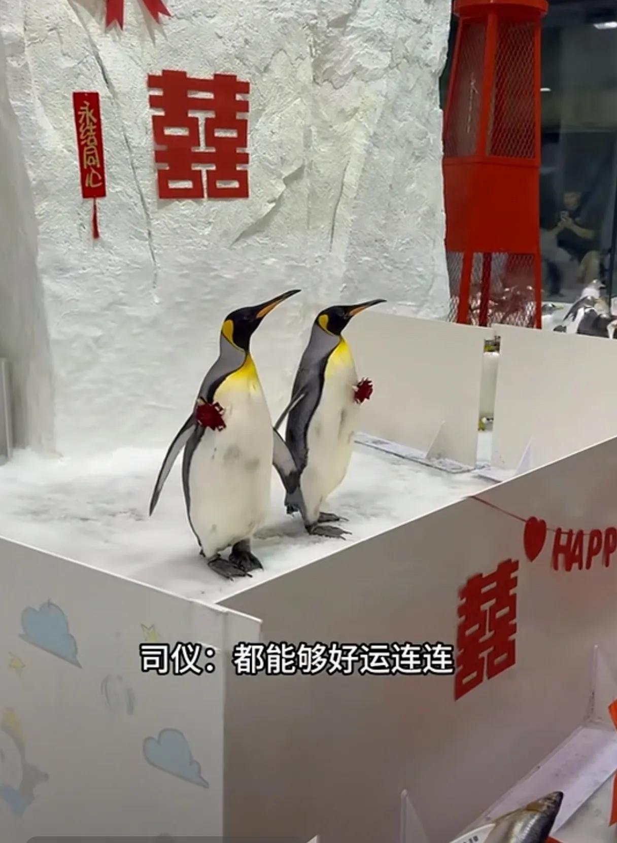新婚之喜，宾朋满座，不亦乐乎。