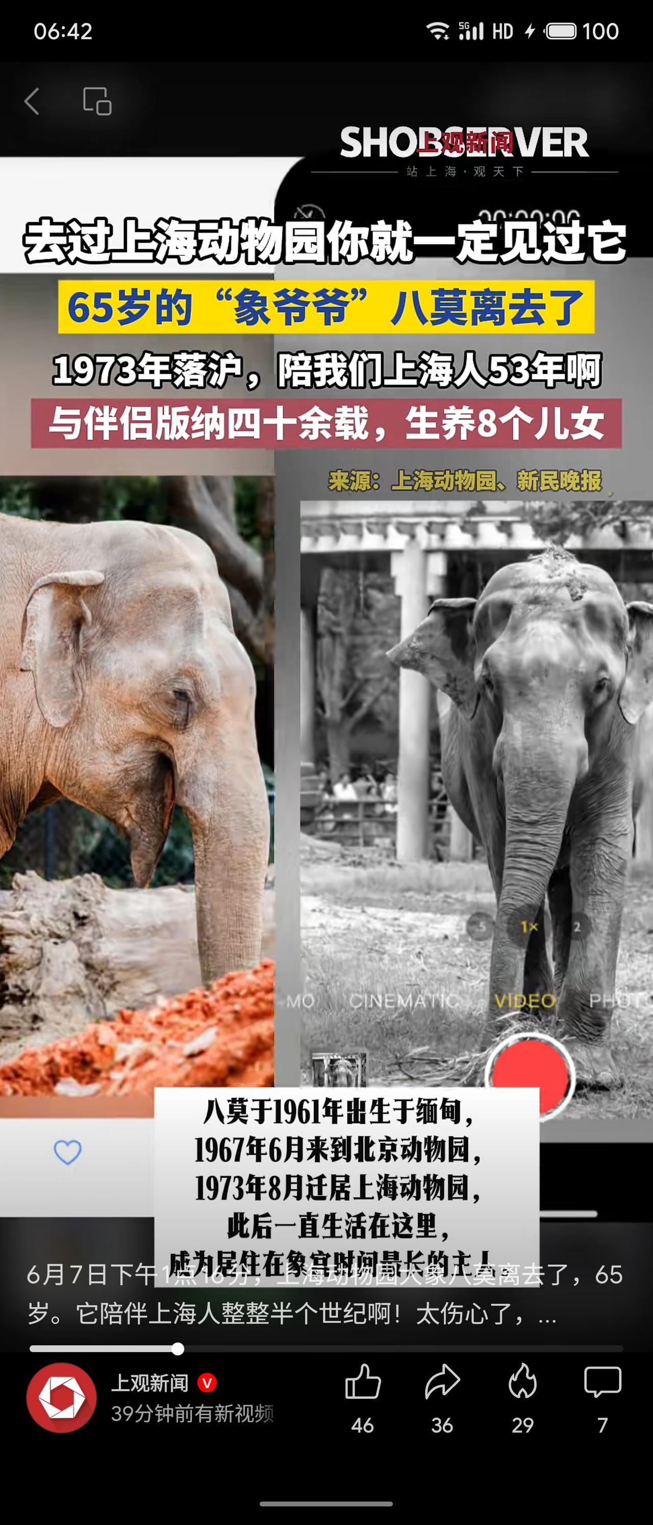 65岁的亚洲象“八莫”于6月7日在上海动物园离世。它1961年生于缅甸，1973
