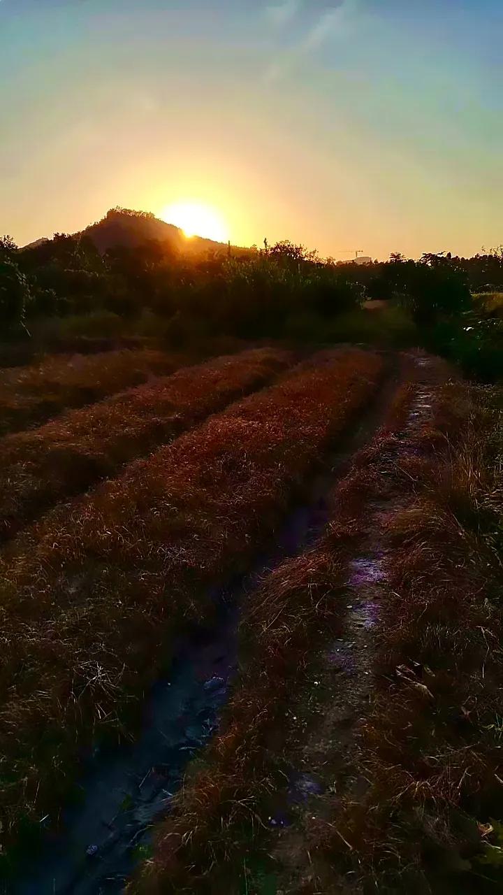 乡镇风景集
美丽乡镇☘️