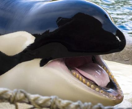 为啥大多数海域只要有虎鲸，这片海域大几率就会变成“无鲨之海”？

在广袤无垠的海