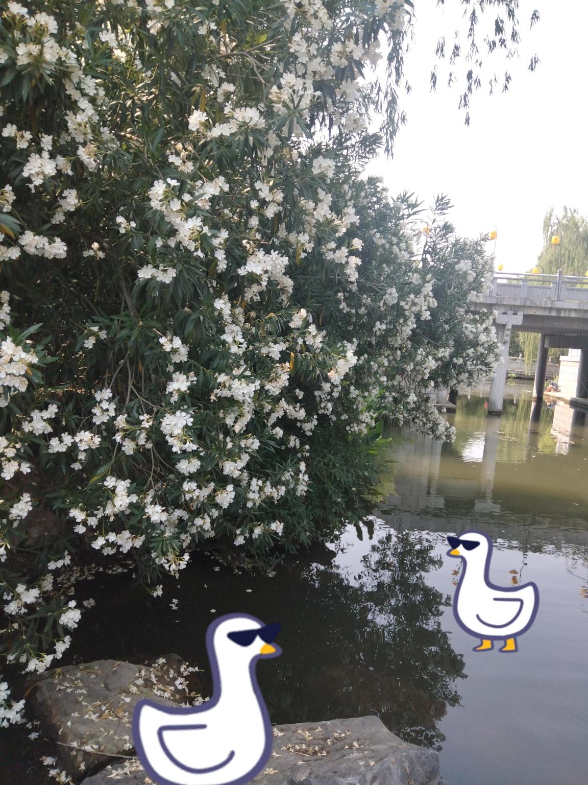 午后在河边闲逛，一抬眼就撞见了这丛开得肆意的白色夹竹桃。层层叠叠的白花攒在狭长的