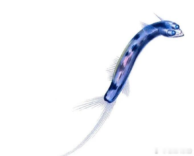 被这种深海鱼咬一口，会变成丧尸吗？ 