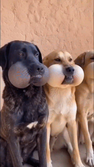 谁懂啊！
家里傻狗捅了马蜂窝，
脸肿成“松鼠同款”，我一边心疼抹药一边笑到劈叉！