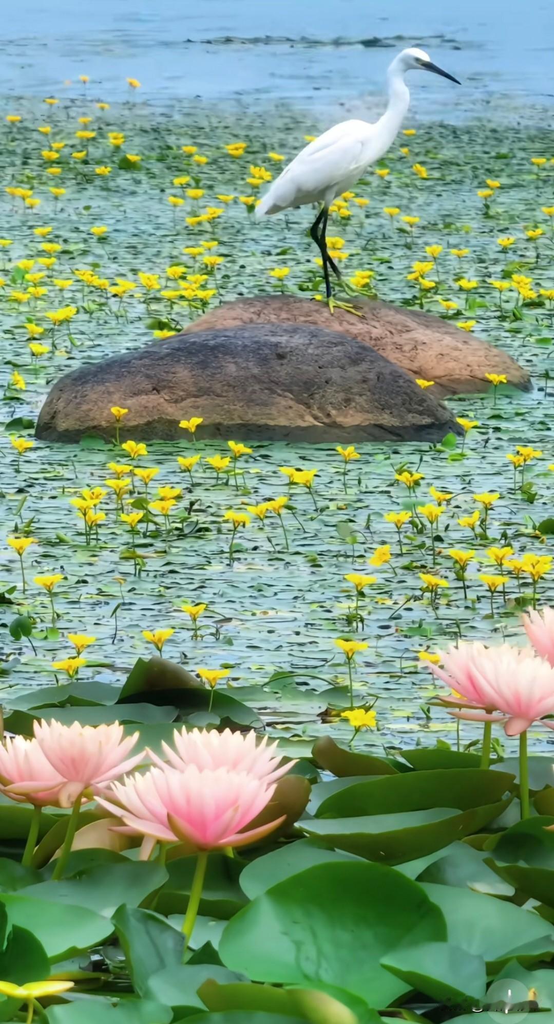 苏州荷塘的这一处美景，真的特别难得。荷花本就是季节性绽放，花期短暂，能遇上花开正