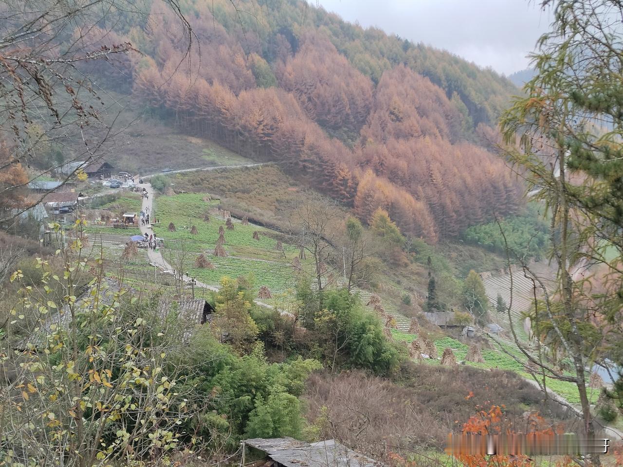 老鸦山彩林已经进入巅峰期，想看彩林的抓紧了！就是有点费腿！！秋日红林美景 森林风