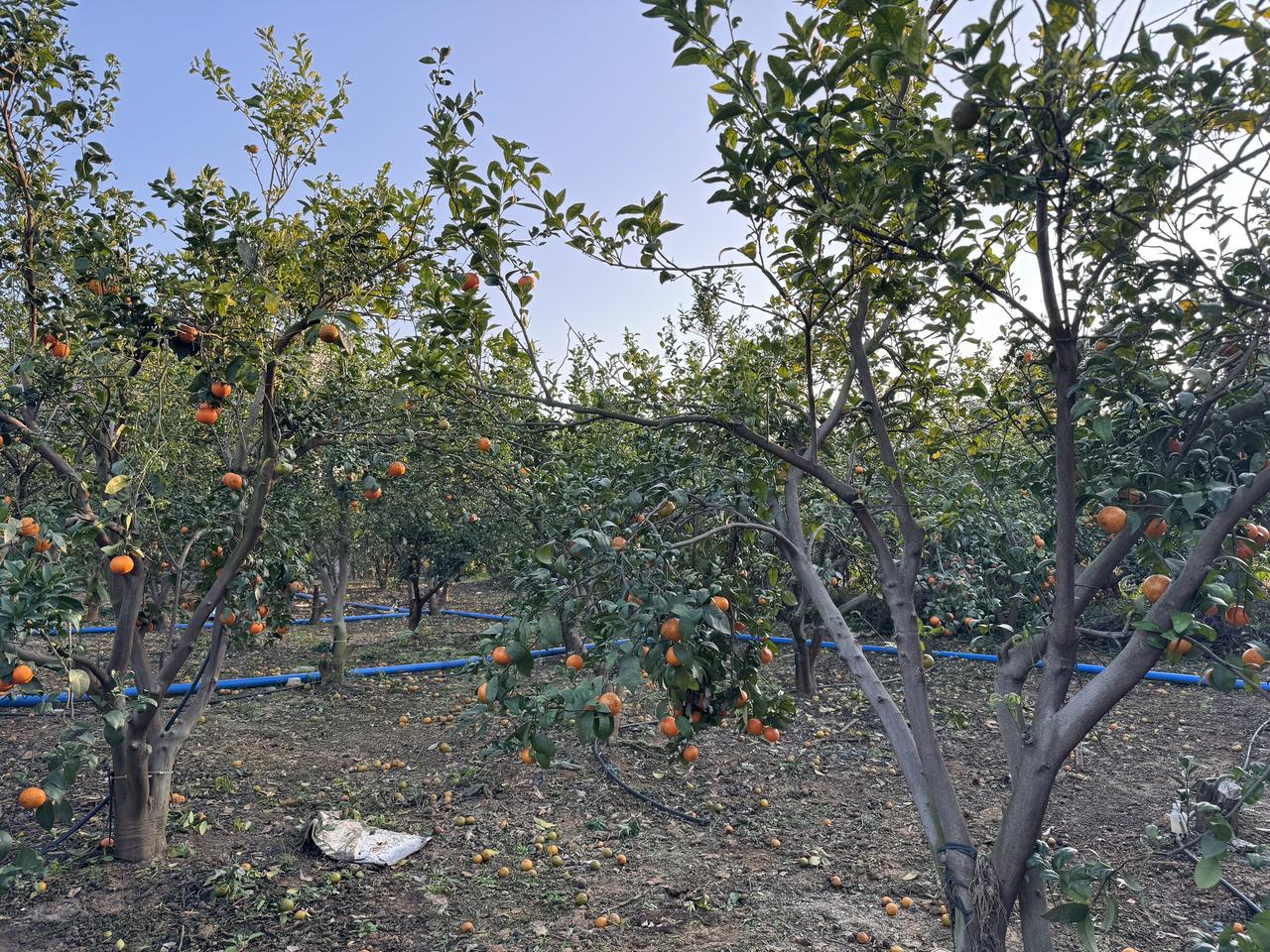 家人们，柑橘想高产，病害防治是关键！今天给大家整理了9种常见病害的防治干货，一看