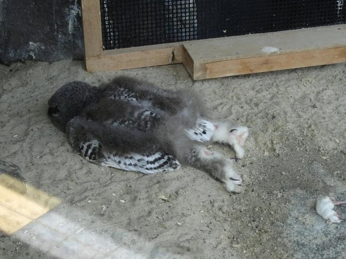 猫头鹰幼崽会低头趴着睡觉因为它们的小身体正忙着长骨头和羽毛。这需要大量的能量。疲