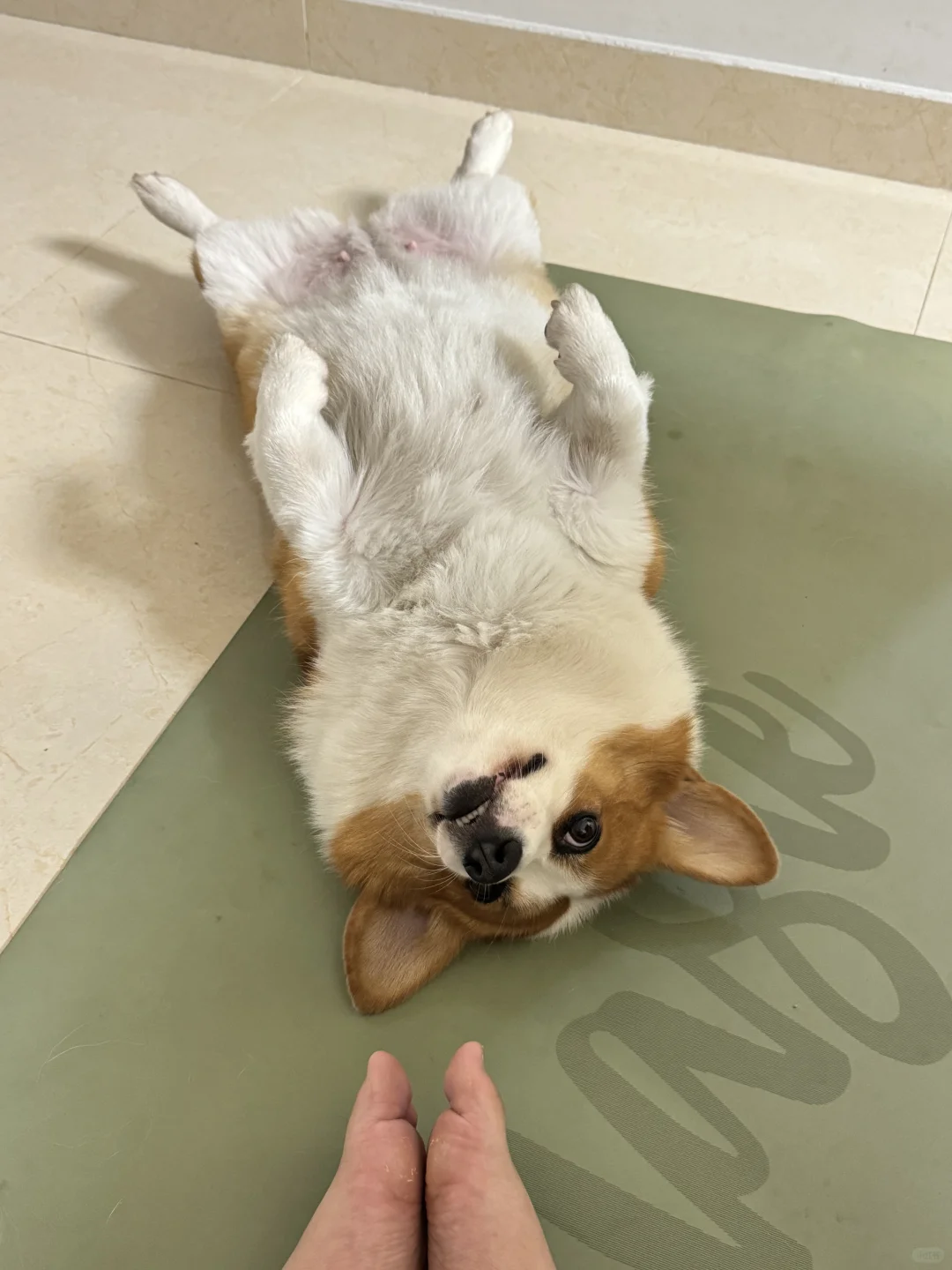 减肥路上最大的绊脚石！癞皮狗🐶