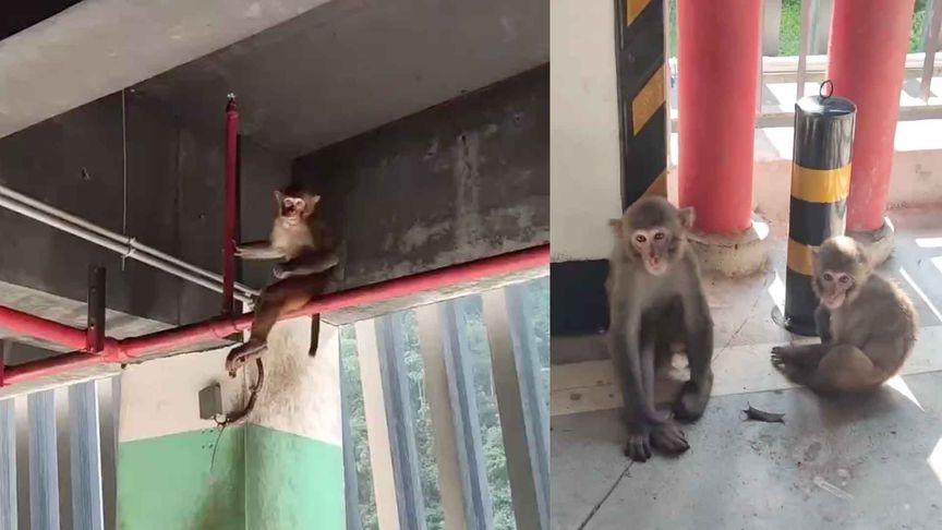 【重庆高温似火炉，野生猴哥挤满停车场避暑：这里凉快 莫挨老子】7月23日，在重庆