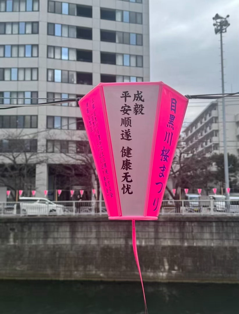 目黑川成毅的樱花灯笼，很快樱花就要开了，就可以一起看花开啦“两京十五日大爆，成毅