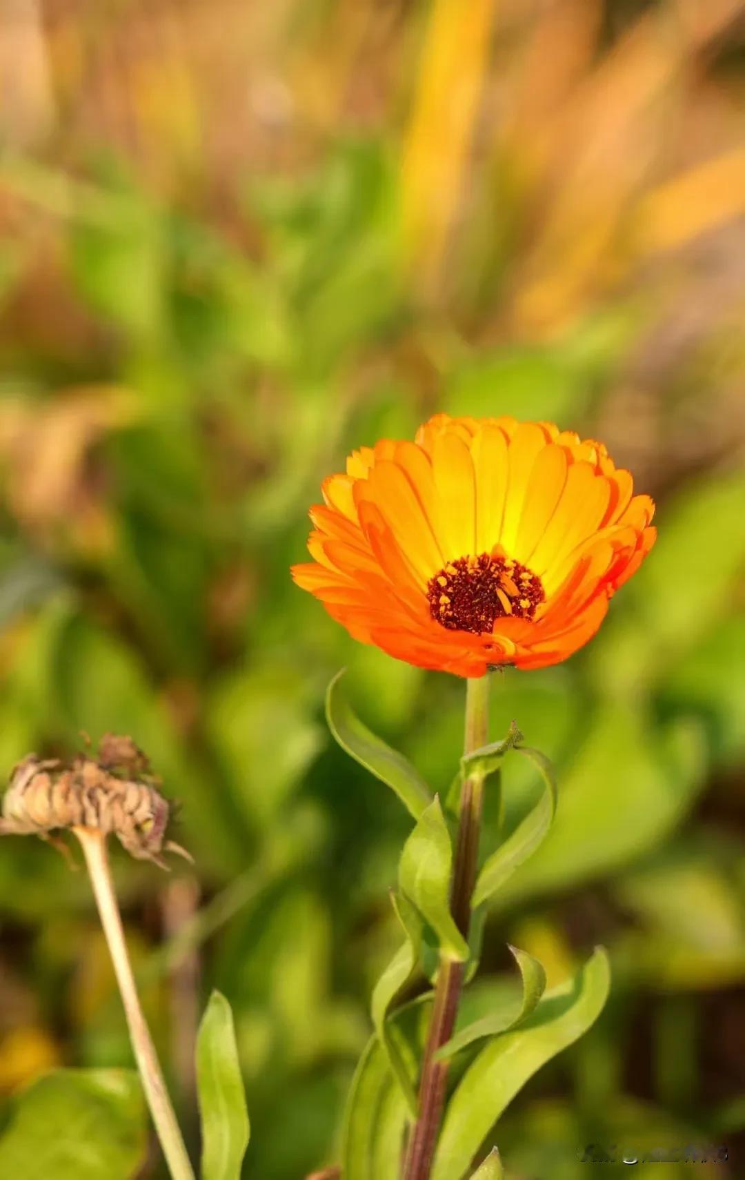 秋香幽韵（原创首发）陋室听秋/文
 
秋意渐浓，繁花渐次凋零，却有秋卉盈盈，逸散
