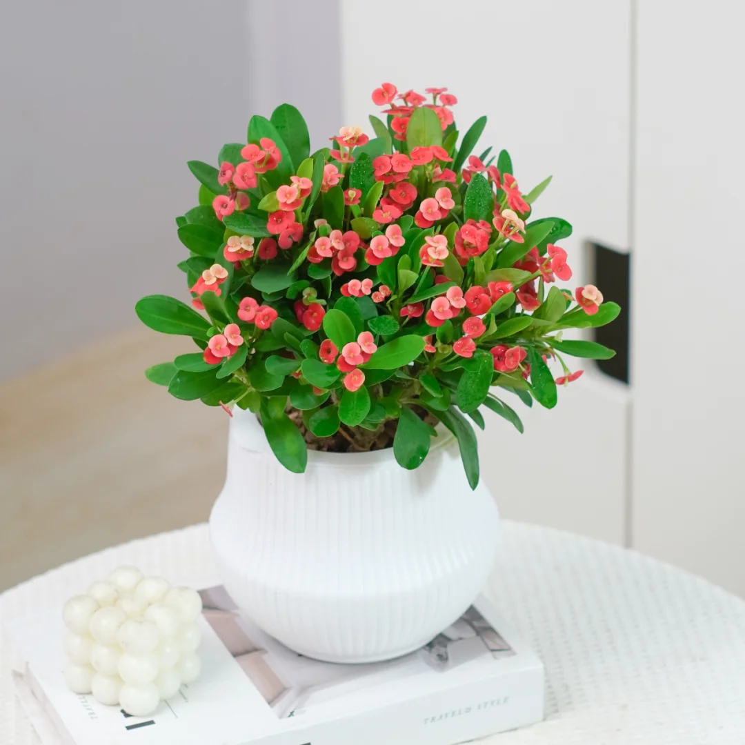 🌟这是什么花？萌翻😜