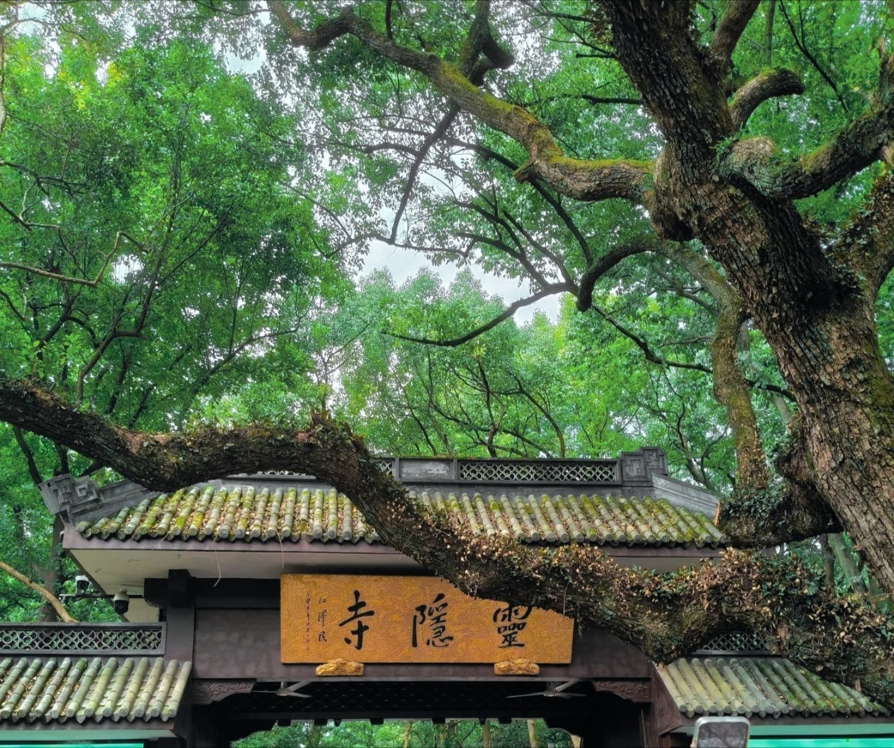 -“你在就好了” （今天去谷子店逛了一圈，发现好多齐司礼的都没货了，特别是转盘卡