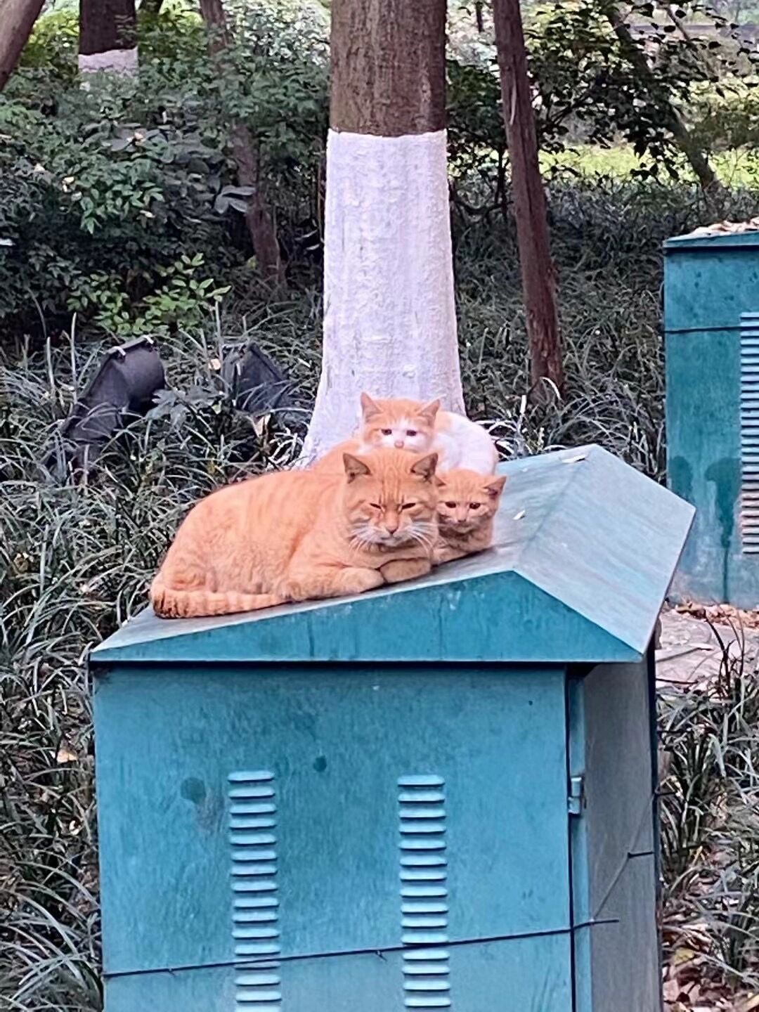 不是一家猫不进一家门，连精神状态都要丧的整整齐齐[跪了] ​​​