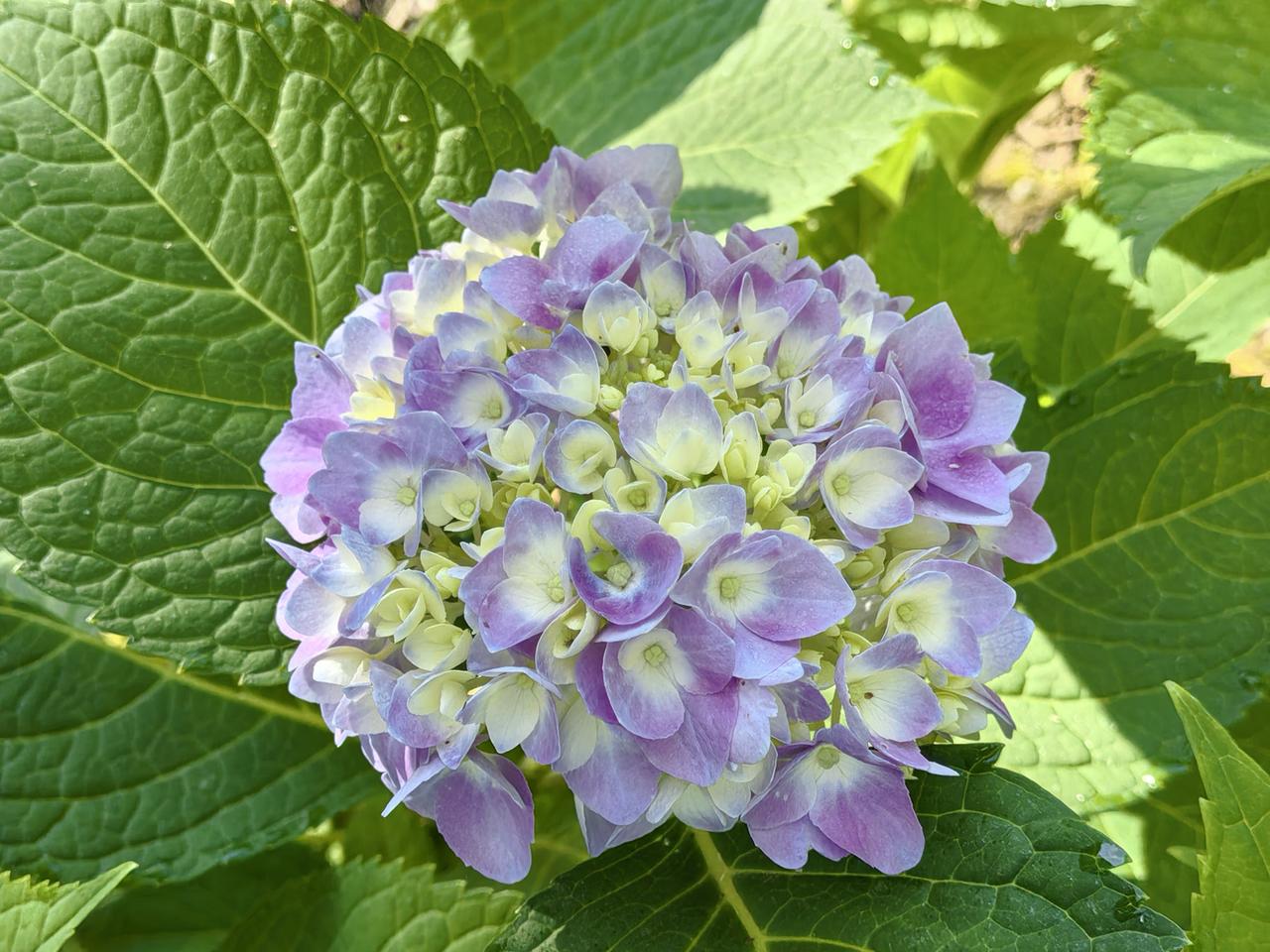 绣球花与绣球荚蒾
1～6是绣球花，7～9是绣球荚蒾比较一下还是有区别的。绣球荚蒾