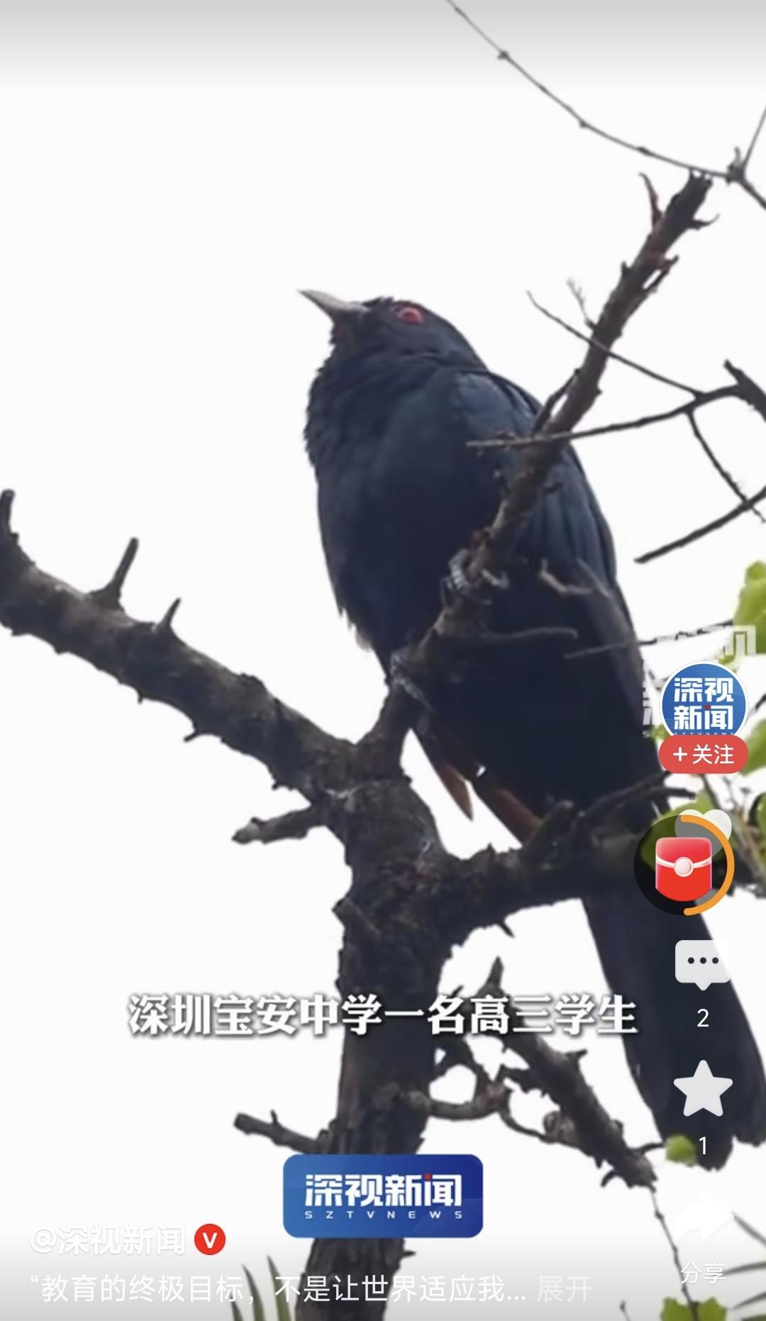 下班了，同事们闲聊。正在这时，办公室窗外的噪鹃鸟又叫了，话题就转到了这种鸟的身上