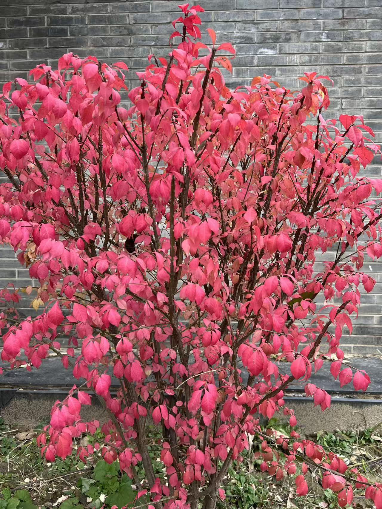 美好马上到来，让我们忘掉一切烦脑，多想好事，一切都是最好的安排