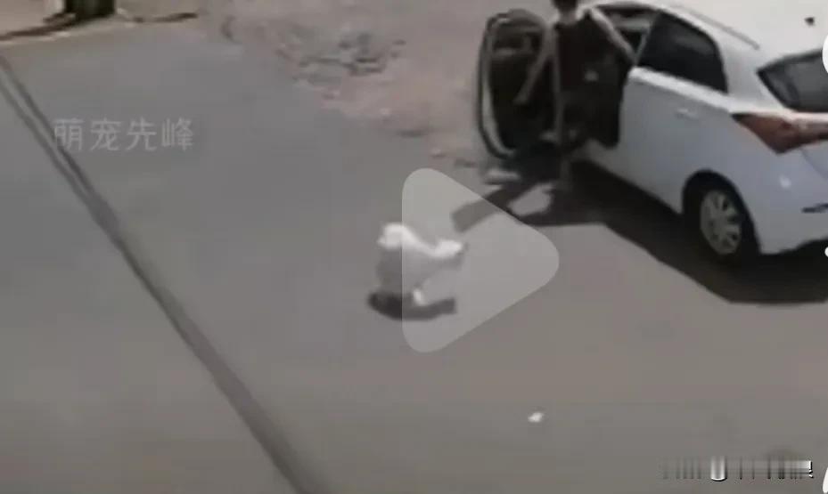 这只小狗惹怒了主人用车把它带到一个很远的地方小狗还以为带它去旅游，没想到主人从车