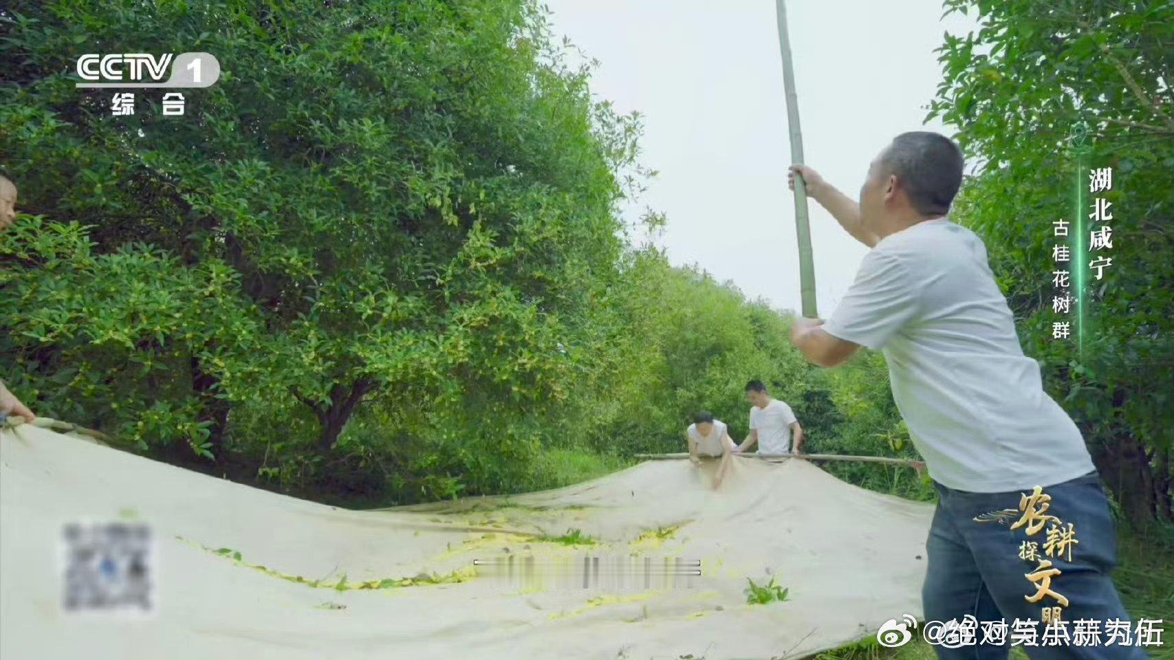 真的看到了桂花雨课本里的桂花雨真的出现了！咸宁花农巧手振枝，金桂翻飞落成花雨，世