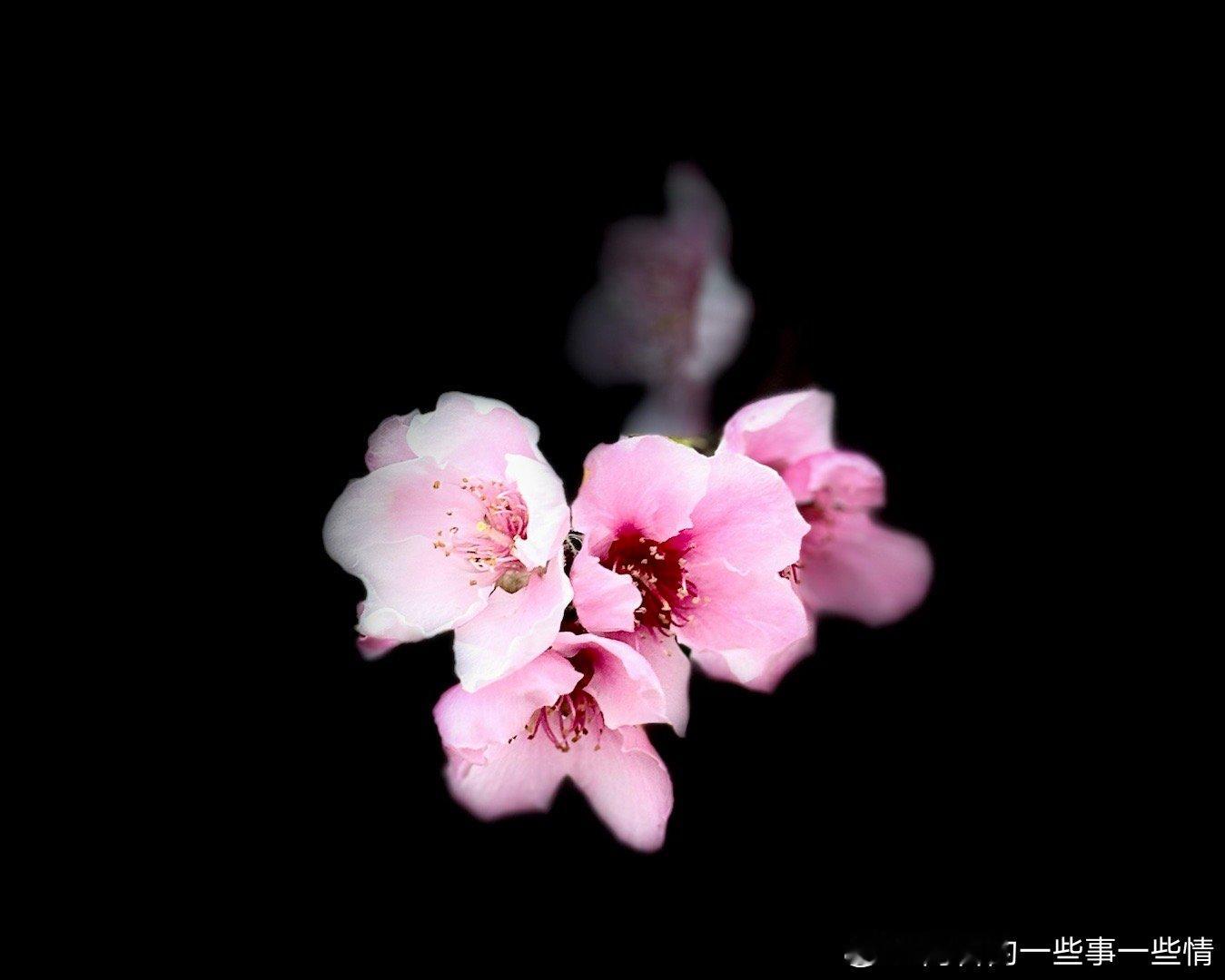 春天花会开……  ​​​