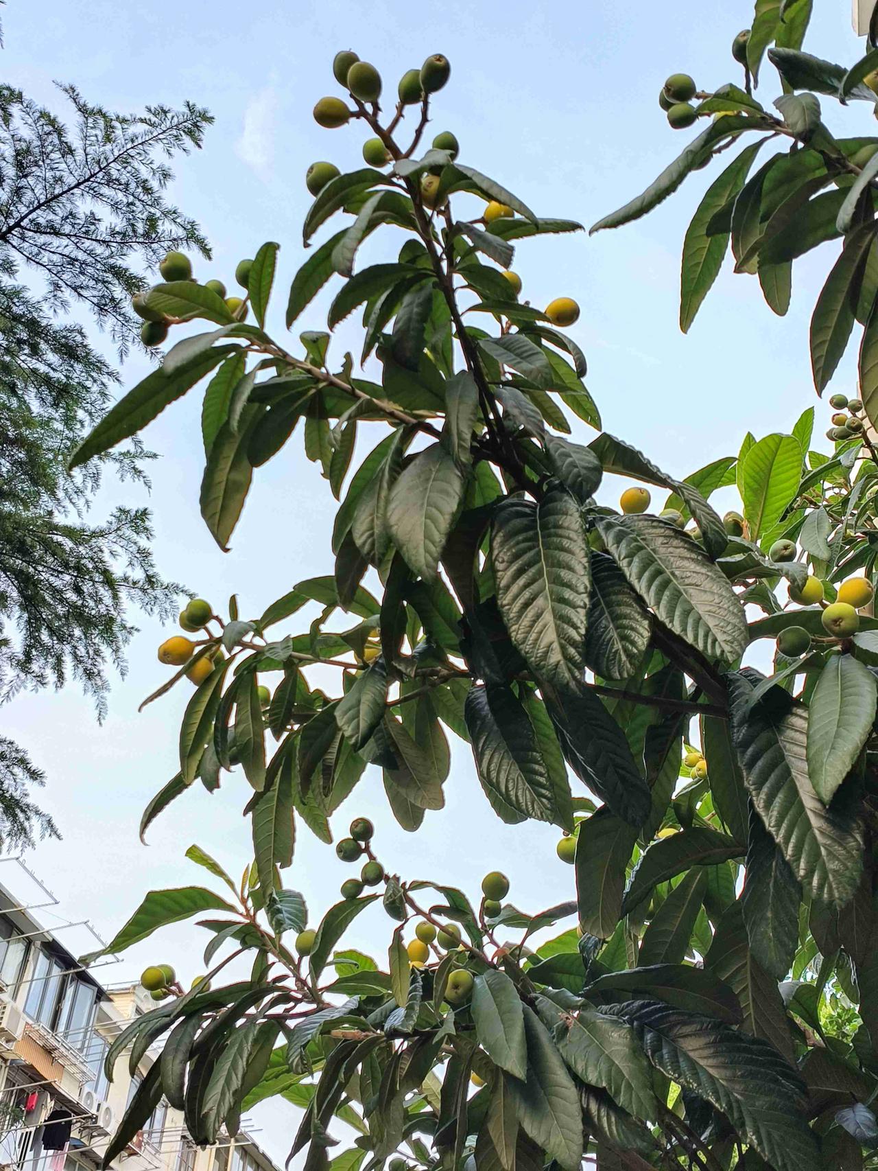 我的今日状态：😁轻松愉快
我这里的天气：🍂微风