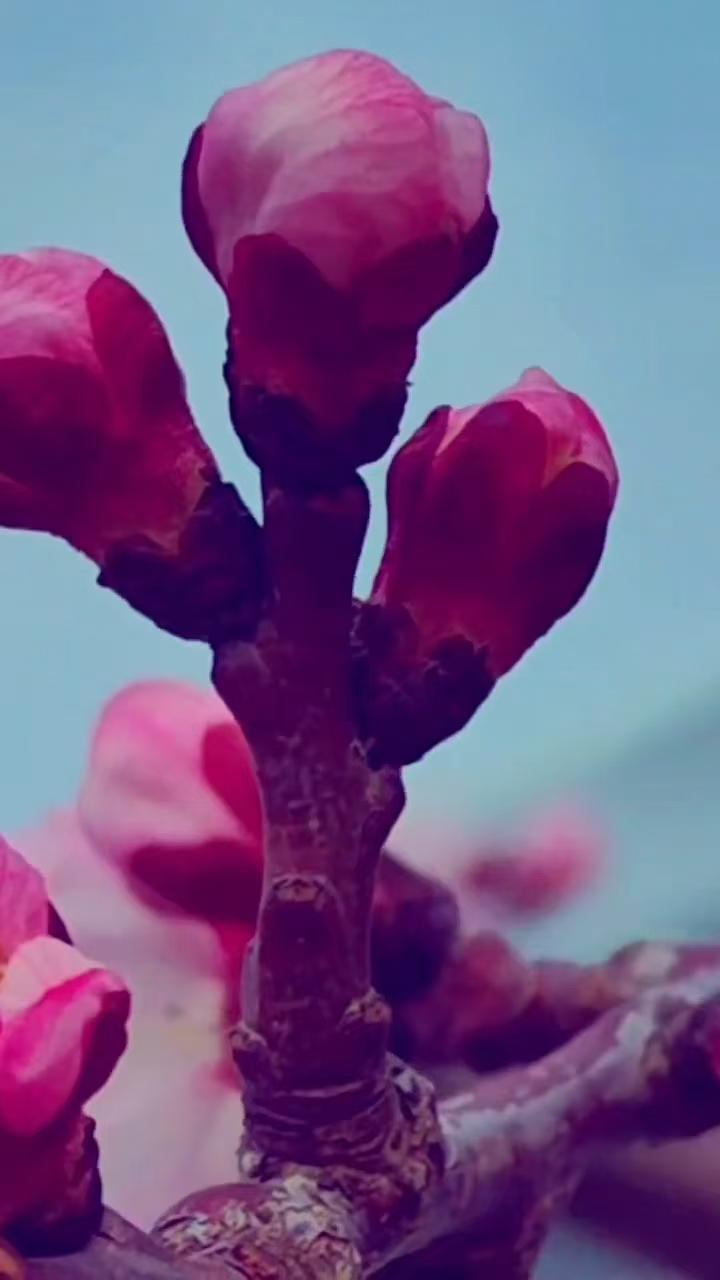 白话诗·春暖花开迷人目光2589
作者/平常心
（2026.4.24）
能极目千