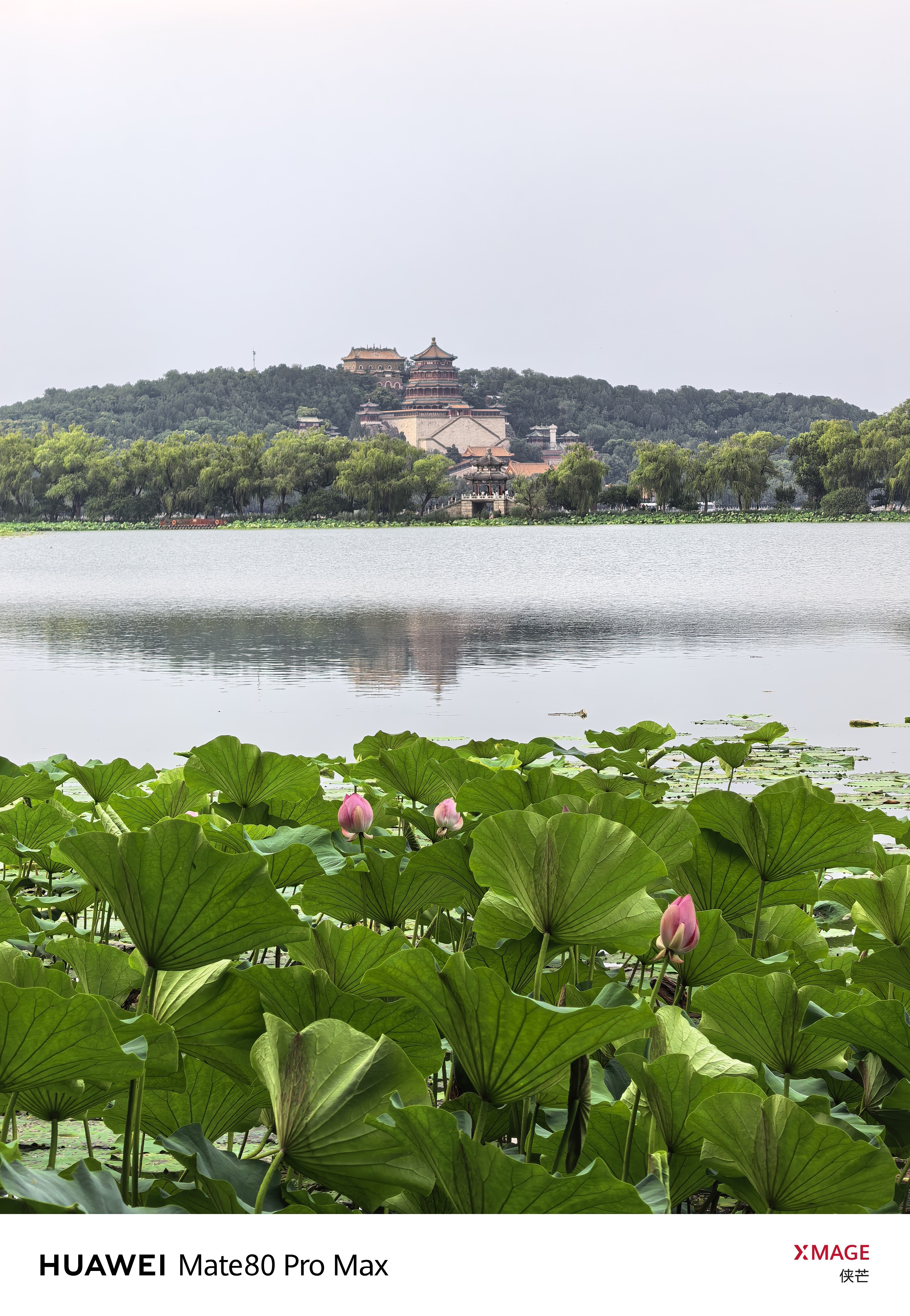 《荷风入颐和》        一湖荷色，遥望佛香阁。        黑天鹅泛水，