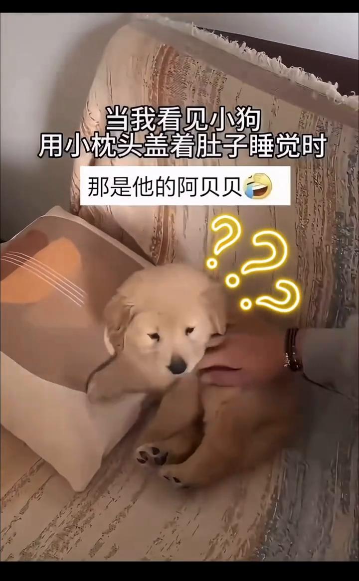 狗狗小枕头盖肚肚睡觉，主人怕着凉贴心换毛毯。
网友：小肚子一盖，仪式感拉满。
当