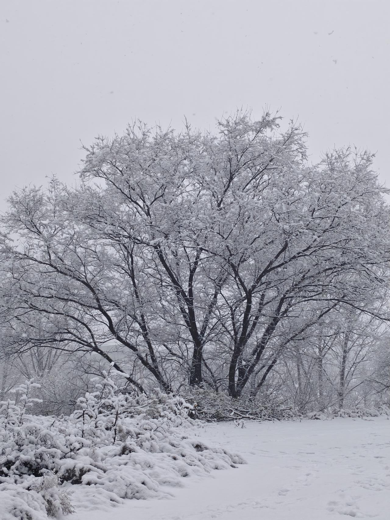 分享一张你手机里的雪景照片冬日飘雪照片 唯美雪景照片 雪景自拍图 北国雪景照