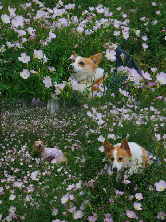 美丽月见草花海我们也拍到啦