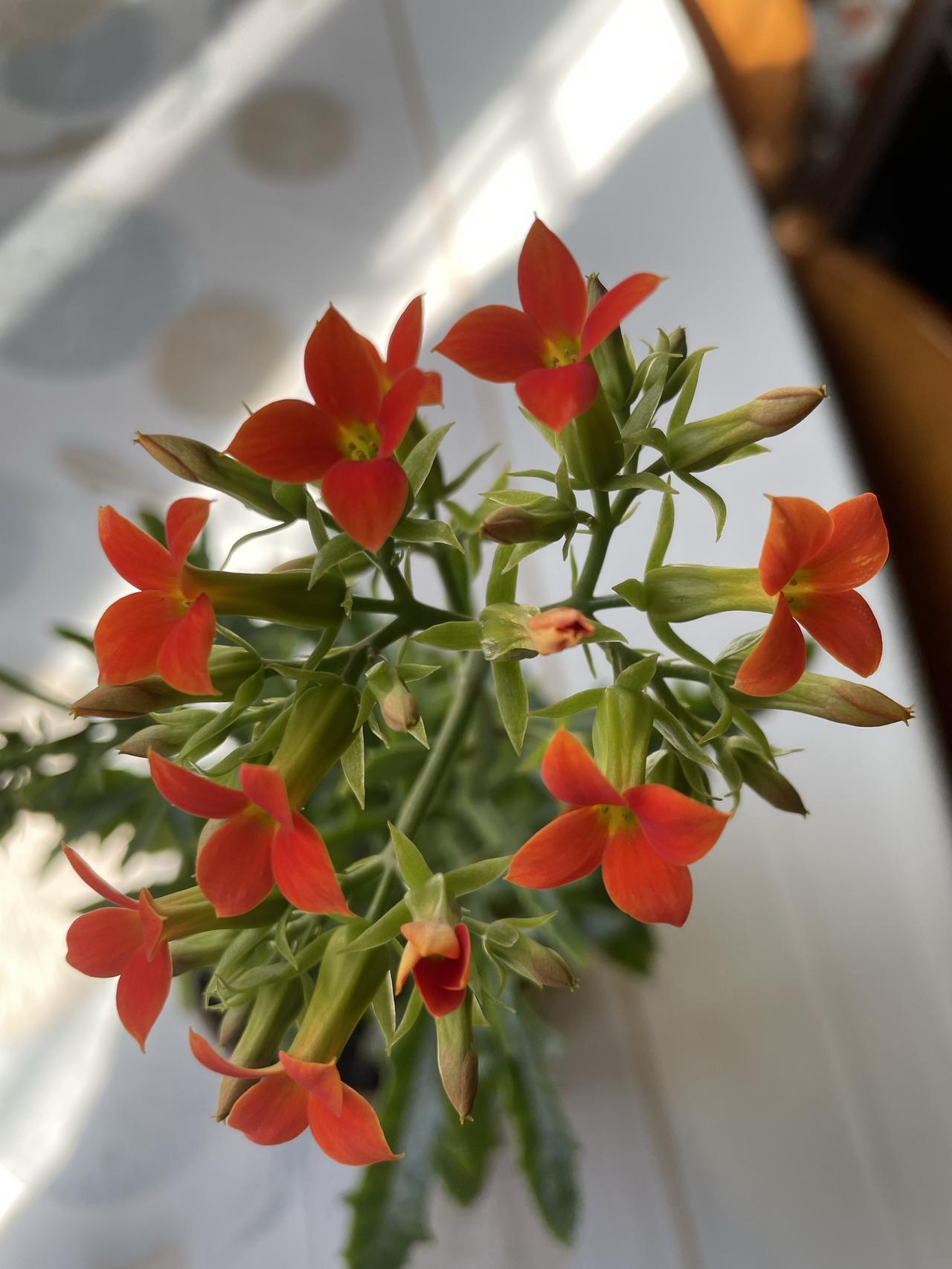 2026我家的第一朵小花，虽然不算很旺盛，但总算看到了希望！