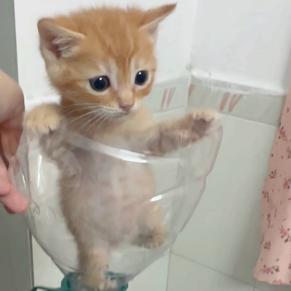 低脂猫猫头 ​​​