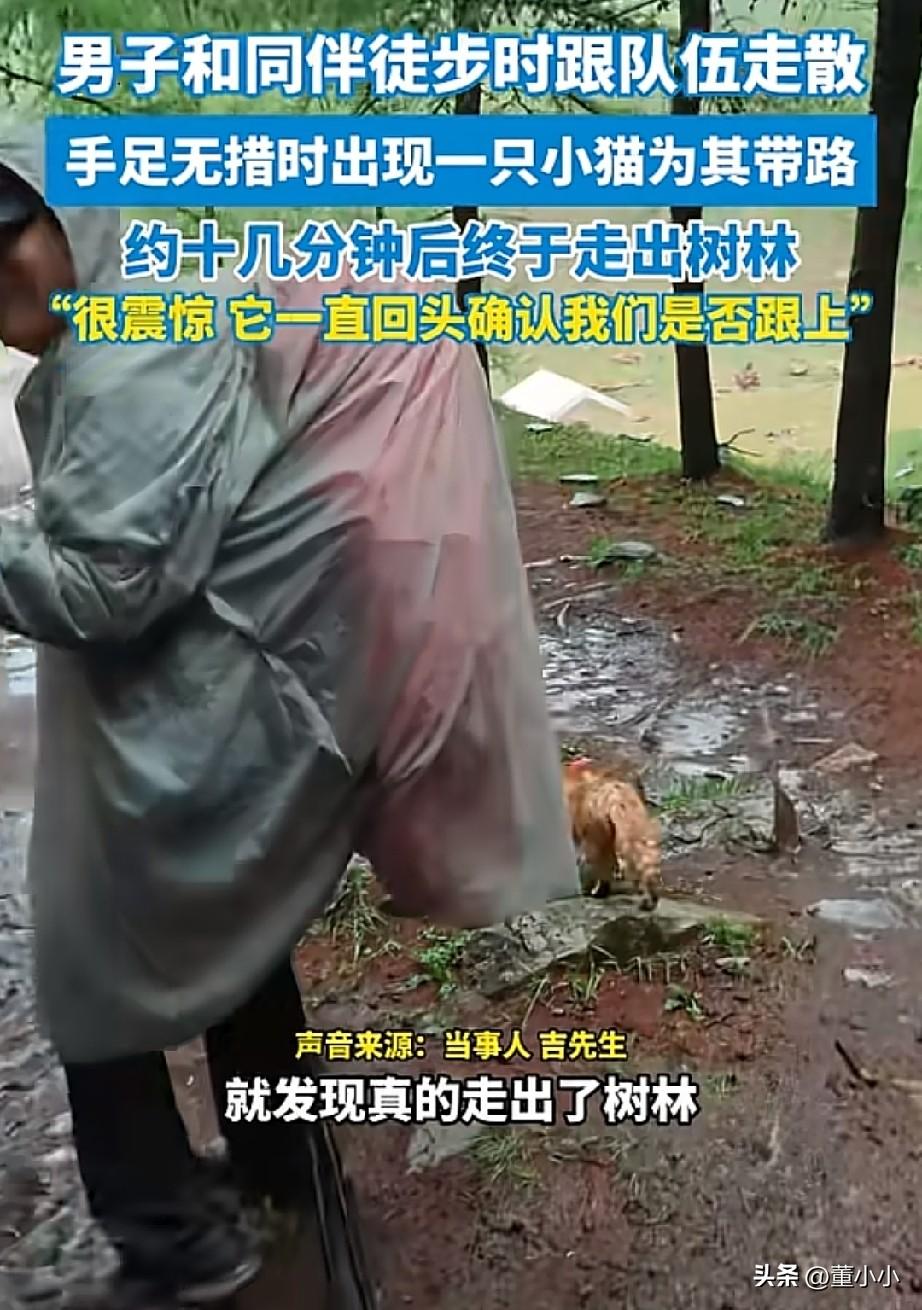 科学无法解释！山西，男子和同伴在五台山与队伍走散，就在手足无措时，一只小猫突然出