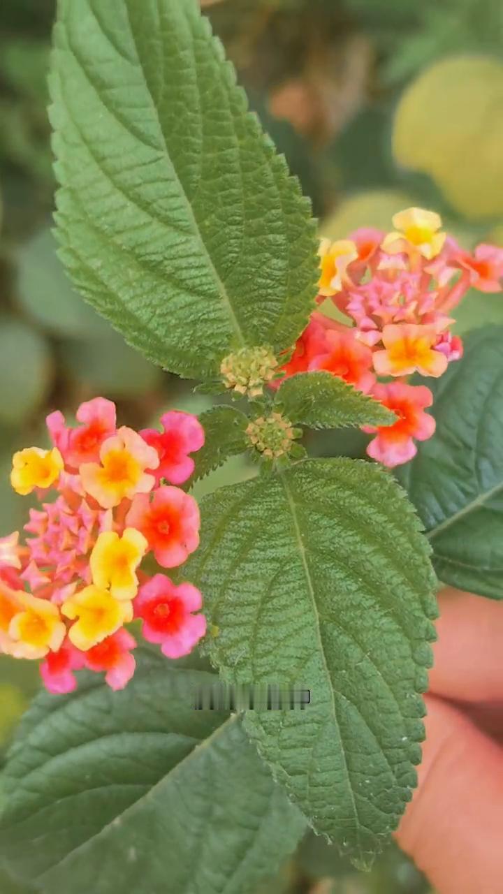 臭草花。
它就是五色梅，也叫五色花、臭草等等，属外来物种，有小毒。它茎杆有倒刺，
