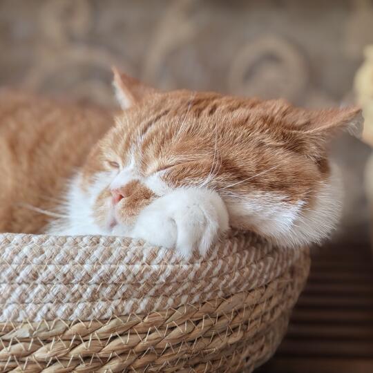 🥱眯会儿～