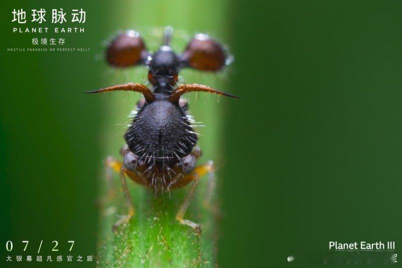 #暑期档能消除班味的电影来了#我们一起来感受大自然的神秘，这部电影真的是可以让我