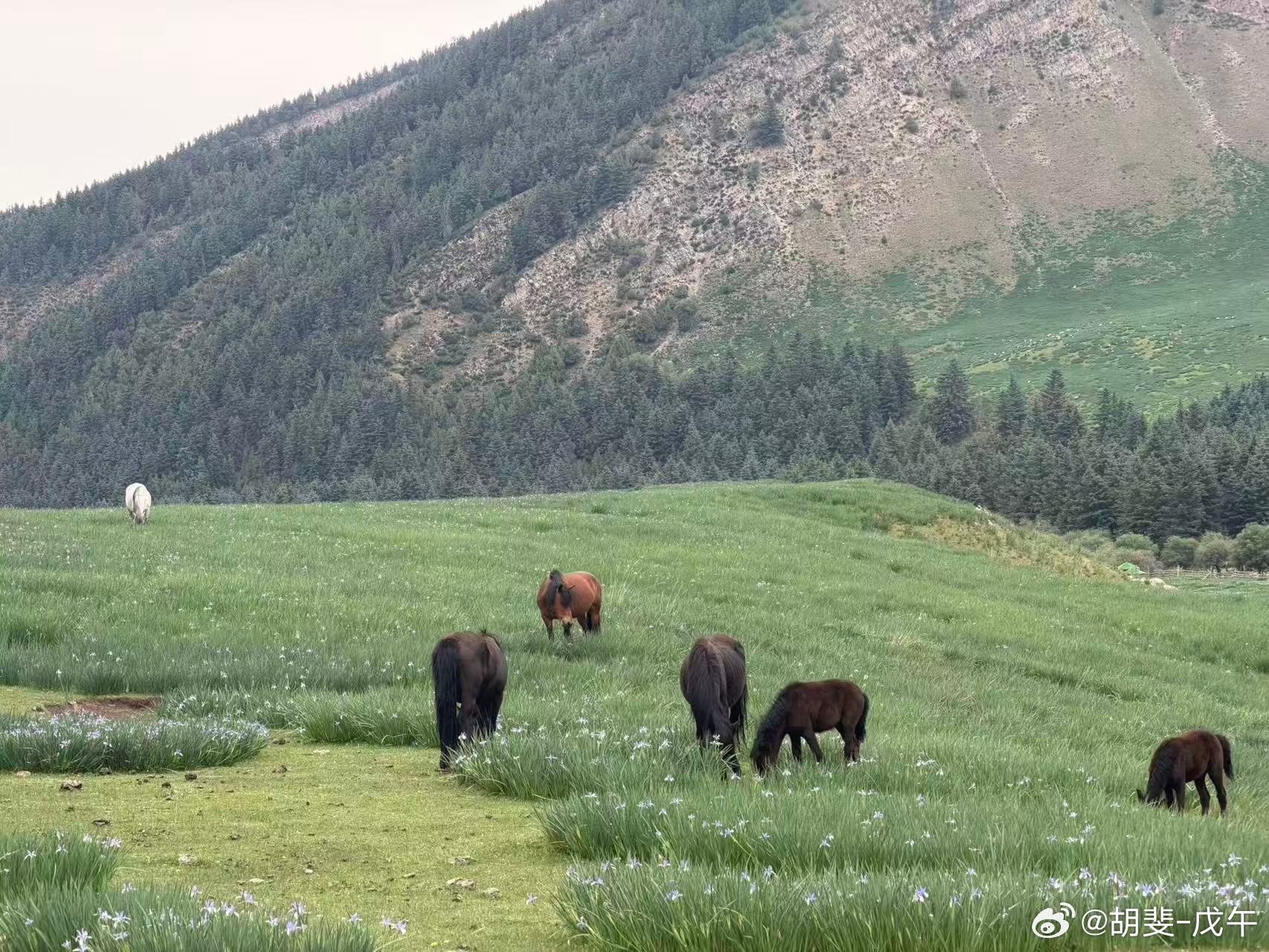 马吃鲜草，吃饱了快跑 