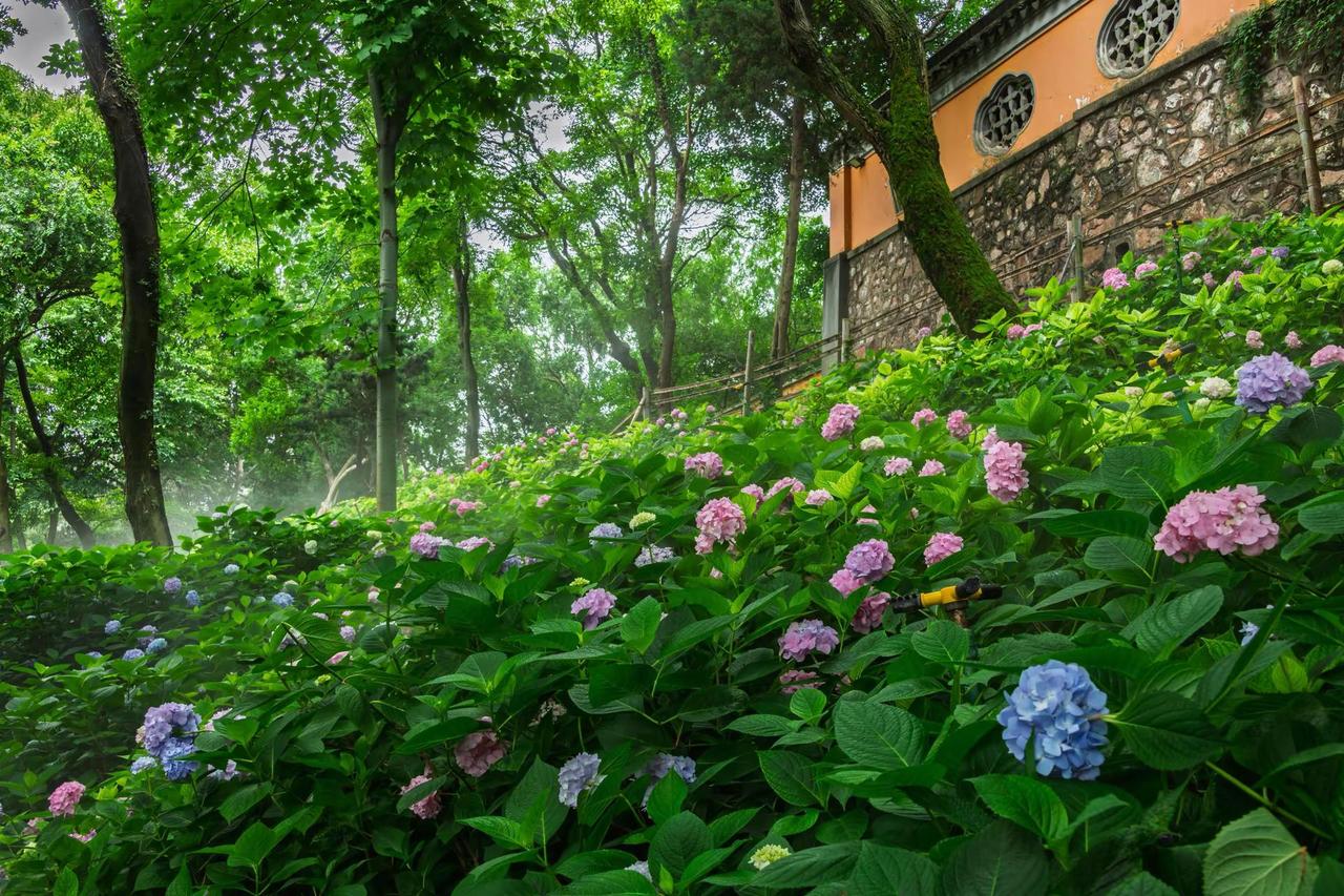 无锡惠山古镇龙光寺。无锡惠山古镇龙光寺中式园林与花 花与古建筑 邂逅江南园林的诗