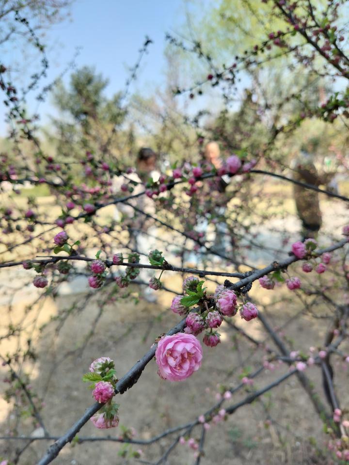 今天去看牙了，想把牙种上，因为怕疼和看了好多视频，说的有点玄乎，
所以都没有种